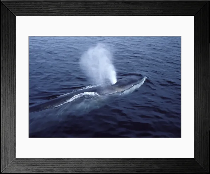 Framed Print : Fin whale Photographed in the Gulf of Maine, North Atlantic Ocean AS 770 Framed Print : Fin whale Photographed in the Gulf of Maine, North Atlantic Ocean AS 770