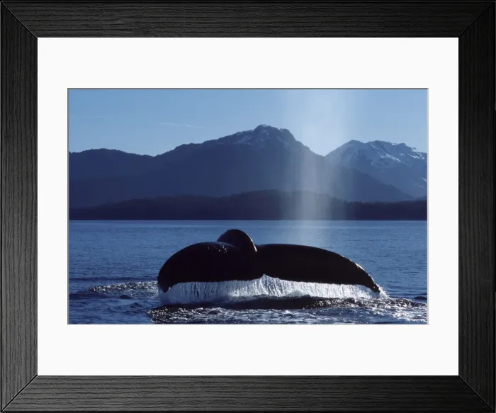 Framed Print : Humpback whale flukes Southeast Alaska CY 563 Framed Print : Humpback whale flukes Southeast Alaska CY 563