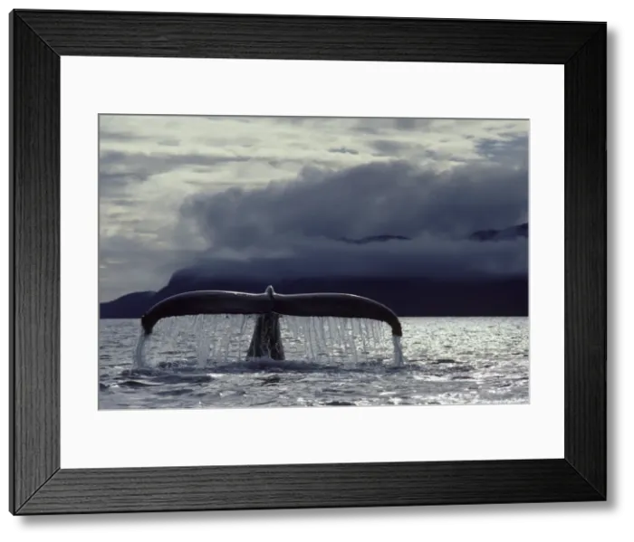 Framed Print : Humpback whale flukes Southeast Alaska CY 592 Framed Print : Humpback whale flukes Southeast Alaska CY 592