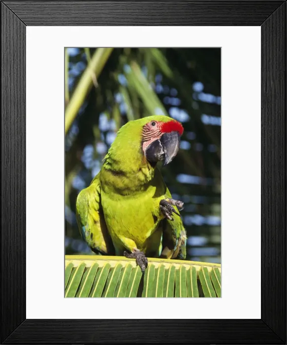 Framed Print : Buffon's / Great Green Macaw Honduras (Caribbean) to Ecuador Framed Print : Buffon's / Great Green Macaw Honduras (Caribbean) to Ecuador