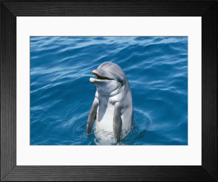 Framed Print : Bottlenose Dolphin Framed Print : Bottlenose Dolphin
