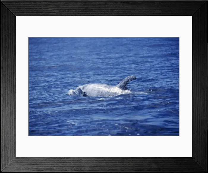 Framed Print : Risso's Dolphin Framed Print : Risso's Dolphin