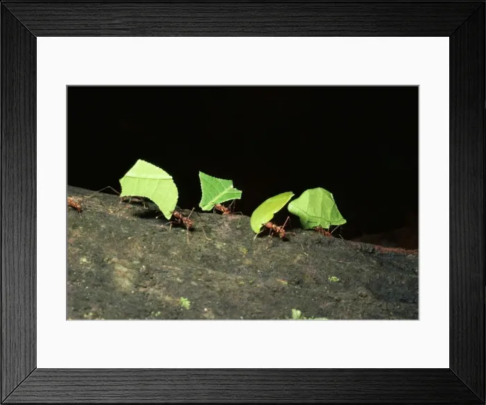 Framed Print : LeafcutterAnt Framed Print : LeafcutterAnt