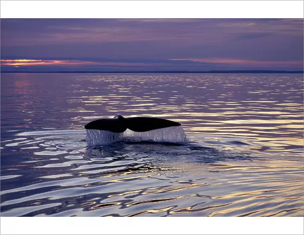 Northern Right whale - Diving, before sunset. Bay of Fundy, New Brunswick, Canada CH 484