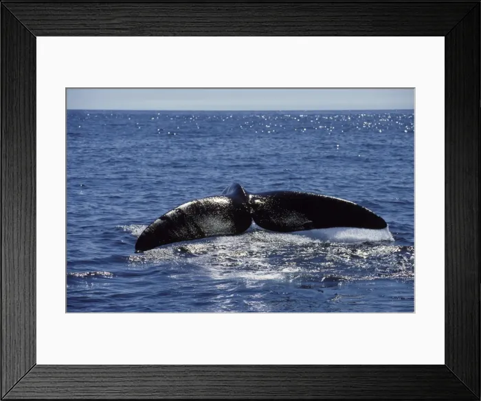 Framed Print : Northern Right whale - Tail (flukes). Bay of Fundy, New Brunswick, Canada CH 862 Framed Print : Northern Right whale - Tail (flukes). Bay of Fundy, New Brunswick, Canada CH 862