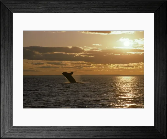 Framed Print : Northern Right whale - Breaching at sunset, off Grand Manan Island. Bay of Fundy, New Brunswick, Canada. CH 354 Framed Print : Northern Right whale - Breaching at sunset, off Grand Manan Island. Bay of Fundy, New Brunswick, Canada. CH 354