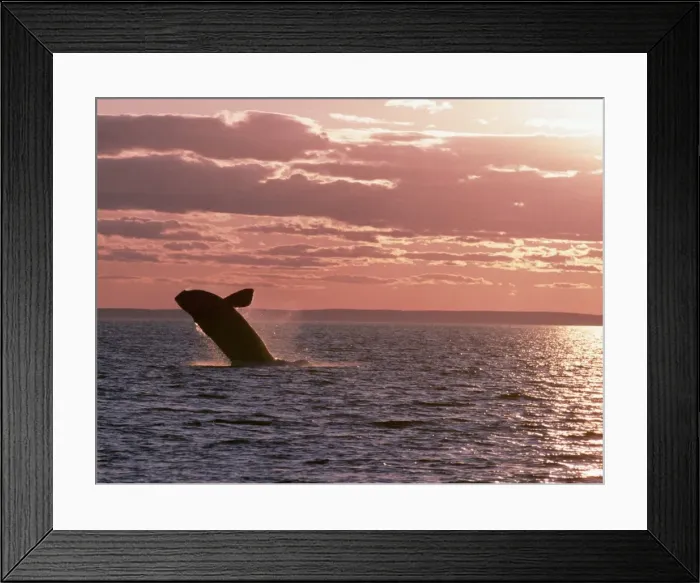 Framed Print : Northern Right Whale - leaping, sunset Framed Print : Northern Right Whale - leaping, sunset