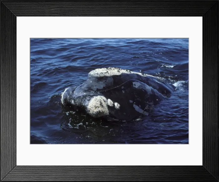 Framed Print : Northern Right whale - Close-up of head. Notes the callosities, patches of hard skin layers which right whales are born with. The location and shape of callosities is slightly different on each individual Framed Print : Northern Right whale - Close-up of head. Notes the callosities, patches of hard skin layers which right whales are born with. The location and shape of callosities is slightly different on each individual