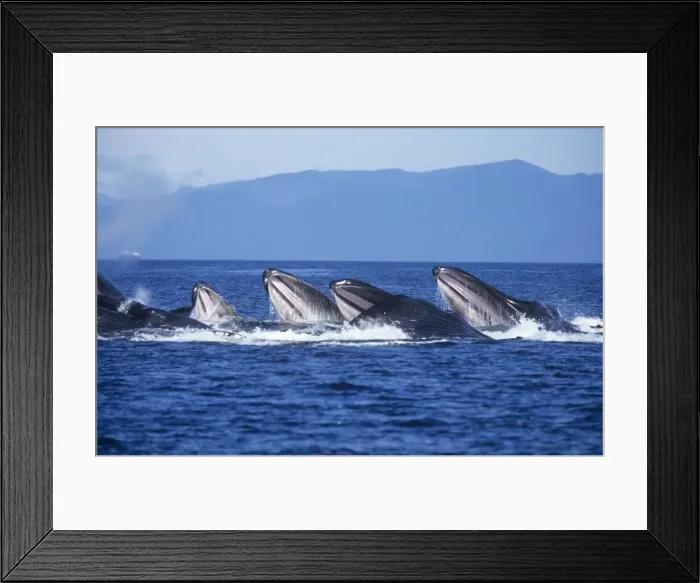 Framed Print : Humpback Whale - bubble-net or cooperative feeding Alaska Framed Print : Humpback Whale - bubble-net or cooperative feeding Alaska