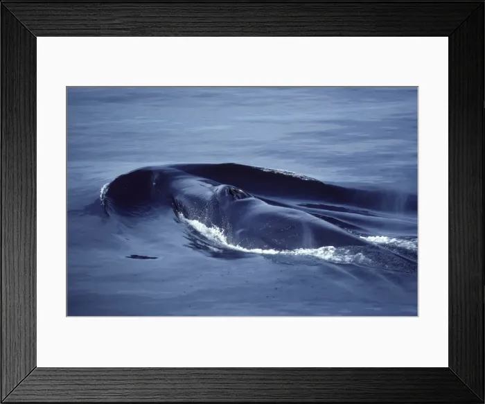 Framed Print : Fin whale Photographed in the Gulf of California (Sea of Cortez), Mexico Framed Print : Fin whale Photographed in the Gulf of California (Sea of Cortez), Mexico