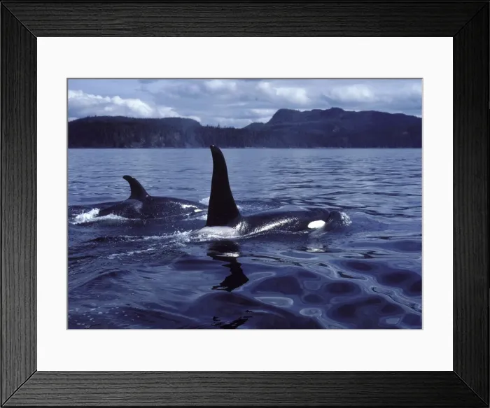 Framed Print : Killer whale / Orca - Male (tall dorsal fin), and female Photographed in Johnstone Strait, British Columbia, Canada Framed Print : Killer whale / Orca - Male (tall dorsal fin), and female Photographed in Johnstone Strait, British Columbia, Canada