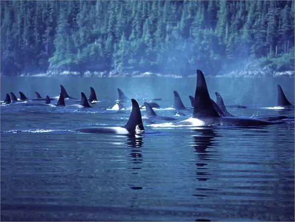 Killer Whale  /  Orca - Several pods came together to form a 'superpod'. Photographed in Johnstone Strait, British Columbia, Canada