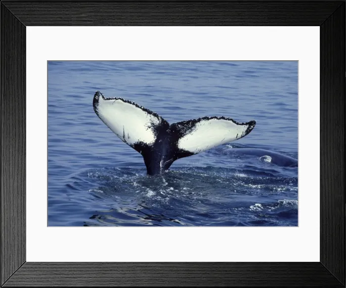 Framed Print : Humpback whale - Flukes. Stellwagen Bank Marine Sanctuary, Gulf of Maine, Atlantic Ocean CY 354 Framed Print : Humpback whale - Flukes. Stellwagen Bank Marine Sanctuary, Gulf of Maine, Atlantic Ocean CY 354
