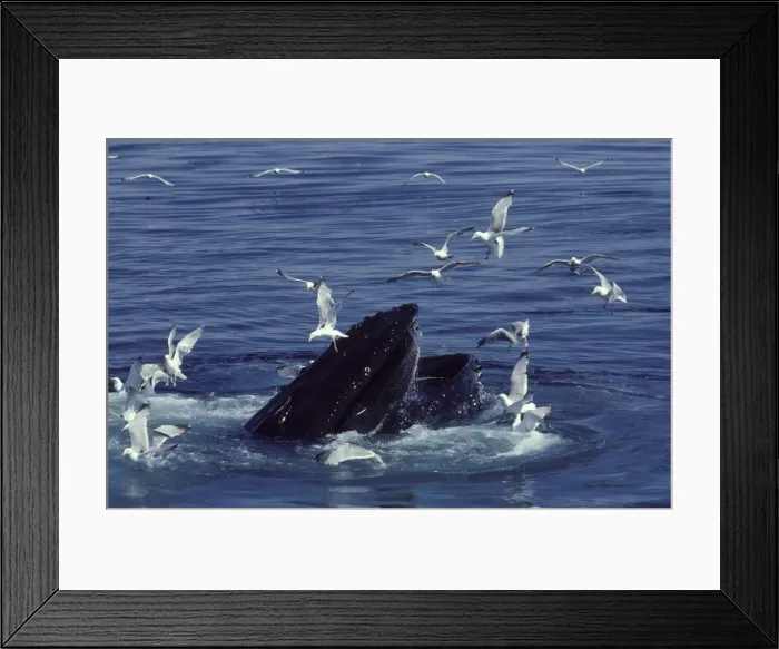 Framed Print : Humpback whale, feeding Megaptera novaeangliae Stellwagen Bank Marine Sanctuary, Gulf of Maine, Atlantic Ocean DA 94