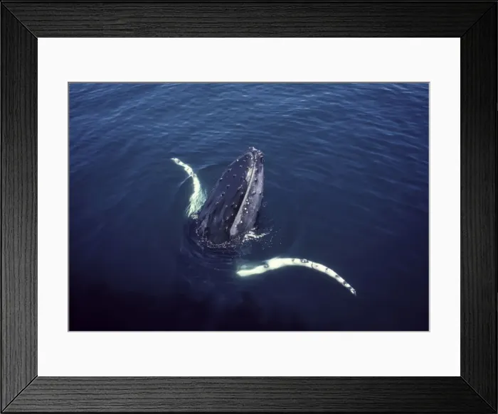 Framed Print : Humpback whale, surfacing near a whale watching boat Stellwagen Bank Marine Sanctuary, Gulf of Maine, Atlantic Ocean DB 566 Framed Print : Humpback whale, surfacing near a whale watching boat Stellwagen Bank Marine Sanctuary, Gulf of Maine, Atlantic Ocean DB 566