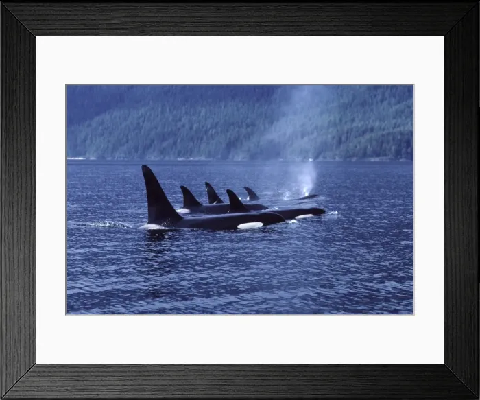 Framed Print : Killer whale / Orca - Pod members resting together; synchronized breathing. Photographed in Johnstone Strait, British Columbia, Canada Framed Print : Killer whale / Orca - Pod members resting together; synchronized breathing. Photographed in Johnstone Strait, British Columbia, Canada