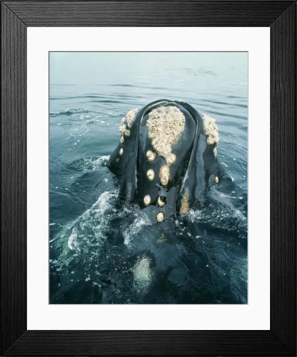 Framed Print : Southern Right Whale Framed Print : Southern Right Whale