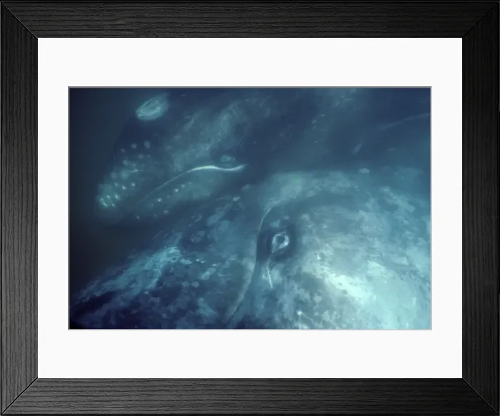 Framed Print : California Grey whale - Underwater photo of a mother and calf. The mother is turned sideways, looking up towards the surface; the calf is alongside, touching her body. San Ignacio Lagoon, Baja California South, Mexico EB 241 Framed Print : California Grey whale - Underwater photo of a mother and calf. The mother is turned sideways, looking up towards the surface; the calf is alongside, touching her body. San Ignacio Lagoon, Baja California South, Mexico EB 241