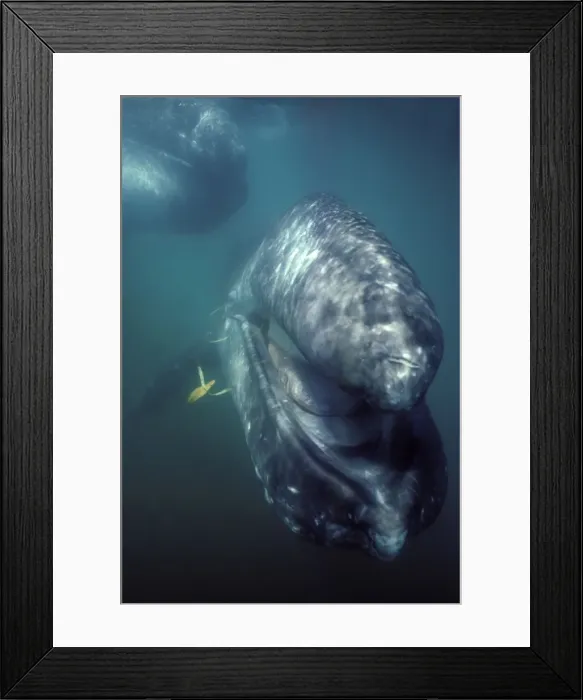 Framed Print : California Grey whale - underwater portrait of a calf; the mother is in the upper left hand corner. The calf approched the boat and the camera. For a few seconds he opened his mouth Framed Print : California Grey whale - underwater portrait of a calf; the mother is in the upper left hand corner. The calf approched the boat and the camera. For a few seconds he opened his mouth