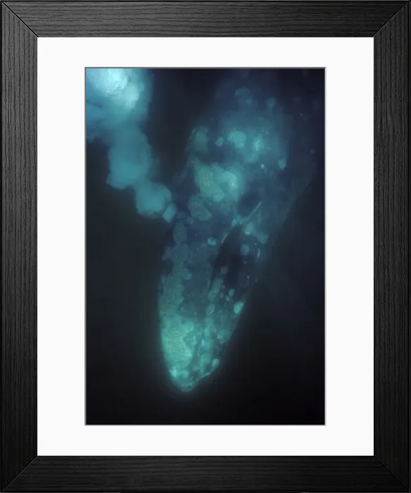 Framed Print : California Grey whale - underwater view of an adult at the moment it is diving and exhaling a large volume of air. San Ignacio Lagoon, Baja California South, Mexico EB 246 Framed Print : California Grey whale - underwater view of an adult at the moment it is diving and exhaling a large volume of air. San Ignacio Lagoon, Baja California South, Mexico EB 246