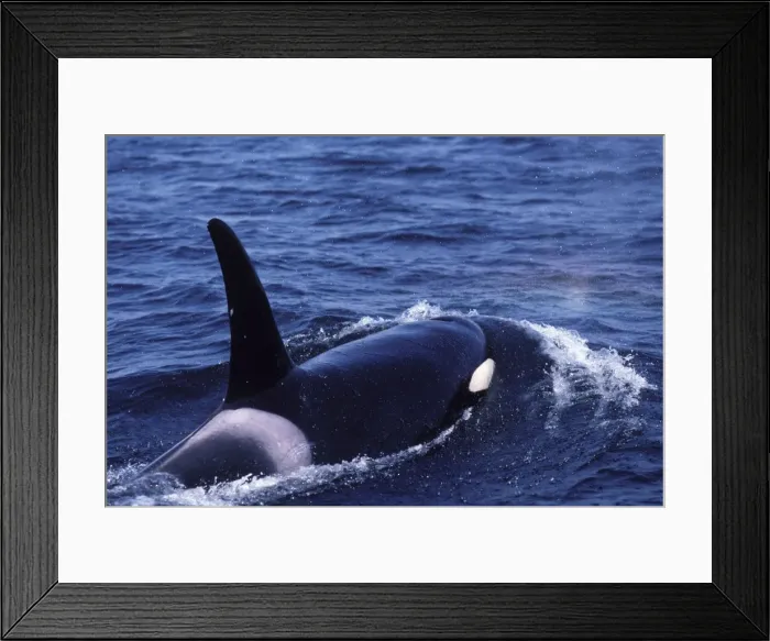Framed Print : Killer whale / Orca - Male (tall dorsal fin) Photographed in Johnstone Strait, British Columbia, Canada Framed Print : Killer whale / Orca - Male (tall dorsal fin) Photographed in Johnstone Strait, British Columbia, Canada