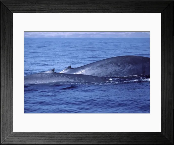Framed Print : Blue whale - Mother (background) and calf at the beginning of a dive. Photographed in the Gulf of California (Sea of Cortez), Mexico Framed Print : Blue whale - Mother (background) and calf at the beginning of a dive. Photographed in the Gulf of California (Sea of Cortez), Mexico