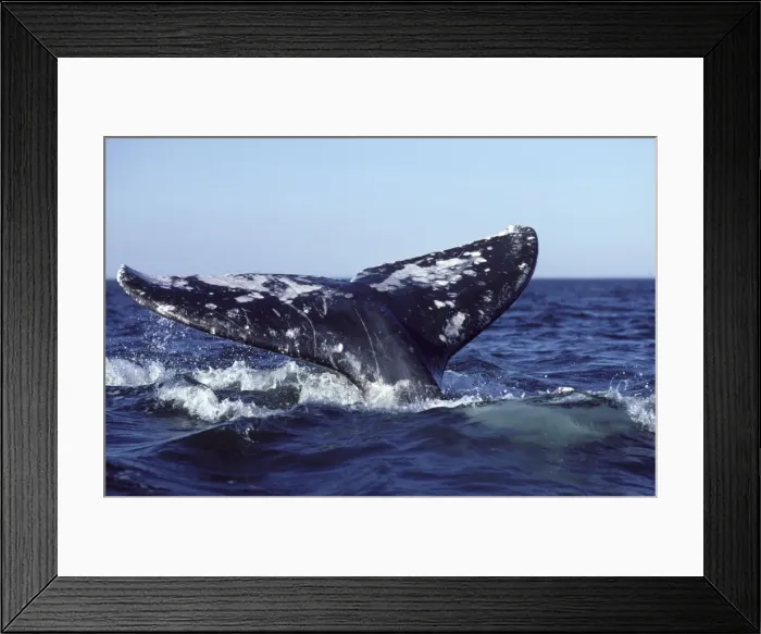 Framed Print : California Grey Whale - Tail (Flukes). San Ignacio Lagoon, Baja California South, Mexico. EB 230 Framed Print : California Grey Whale - Tail (Flukes). San Ignacio Lagoon, Baja California South, Mexico. EB 230