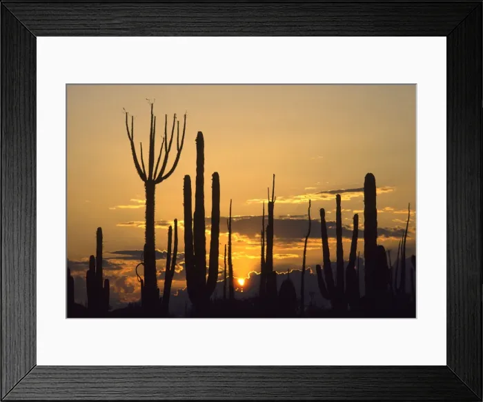 Framed Print : Silhouettes of Cirios / Boojums (Fouquieriaceae Family), and Cardon cactus (Pachycereus pringlei) in the Central Desert of Baja California, Mexico Framed Print : Silhouettes of Cirios / Boojums (Fouquieriaceae Family), and Cardon cactus (Pachycereus pringlei) in the Central Desert of Baja California, Mexico