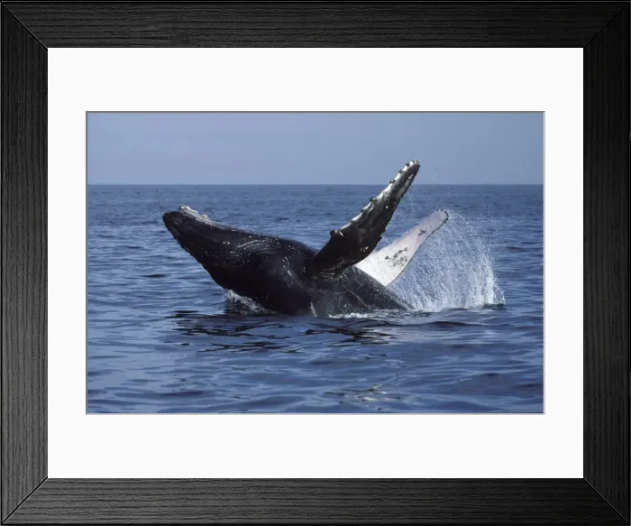 Framed Print : Humpback whale - Breaching. Bahia de Banderas, Nayarit State, Mexico DA 824 Framed Print : Humpback whale - Breaching. Bahia de Banderas, Nayarit State, Mexico DA 824