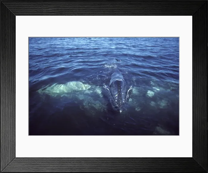 Framed Print : California Gray Whale - Mother and calf. The calf is crossing over the mother's back. San Ignacio Lagoon, Baja California South, Mexico. EB 162 Framed Print : California Gray Whale - Mother and calf. The calf is crossing over the mother's back. San Ignacio Lagoon, Baja California South, Mexico. EB 162