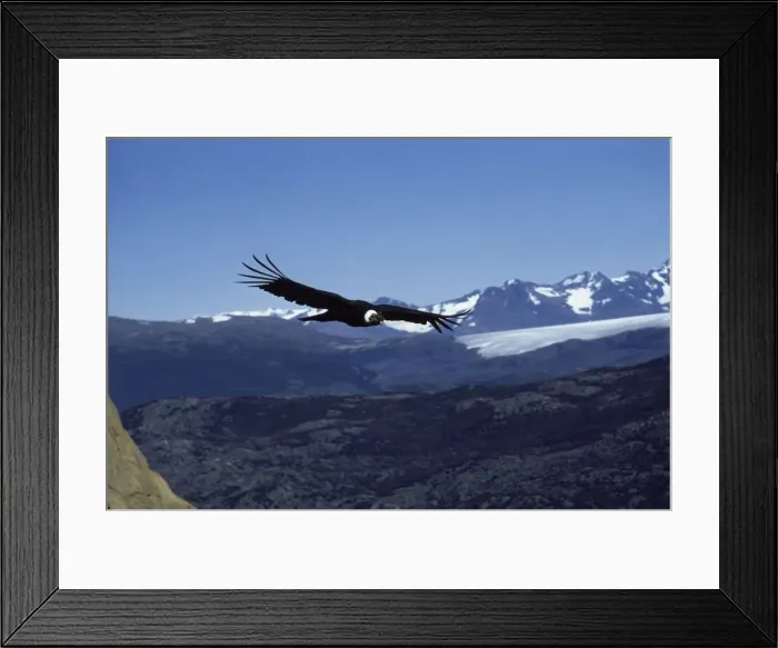 Framed Print : Andean condor Flying over the Andes, Torres del Paine National Park, Chile Framed Print : Andean condor Flying over the Andes, Torres del Paine National Park, Chile