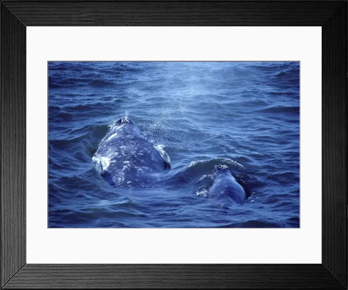Framed Print : California Grey Whale - Mother and calf, swimming on a windy day in Magdalena Bay, Baja California South, Mexico. EB 160 Framed Print : California Grey Whale - Mother and calf, swimming on a windy day in Magdalena Bay, Baja California South, Mexico. EB 160