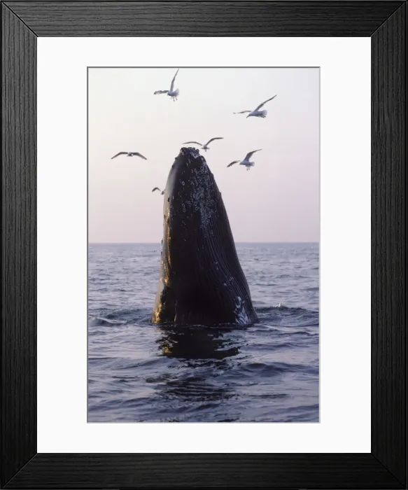 Framed Print : Humpback whale Stellwagen Bank Marine Sanctuary, Gulf of Maine, Atlantic Ocean DB 578 Framed Print : Humpback whale Stellwagen Bank Marine Sanctuary, Gulf of Maine, Atlantic Ocean DB 578