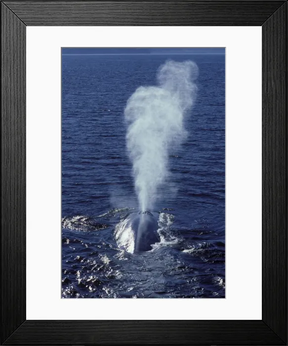 Framed Print : Blue whale Photographed in the Gulf of California (Sea of Cortez), Mexico Framed Print : Blue whale Photographed in the Gulf of California (Sea of Cortez), Mexico
