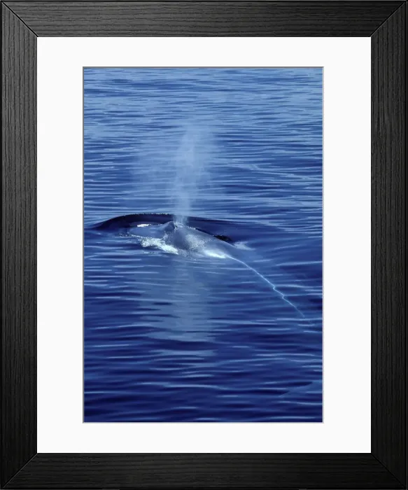 Framed Print : Blue whale Photographed in the Gulf of California (Sea of Cortez), Mexico Framed Print : Blue whale Photographed in the Gulf of California (Sea of Cortez), Mexico
