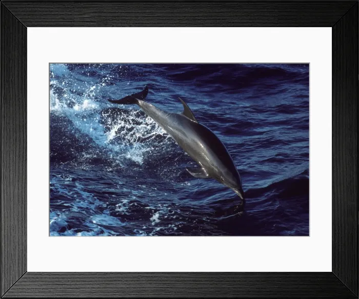 Framed Print : Bottlenose dolphin Photographed in the Gulf of California (Sea of Cortez), Mexico Framed Print : Bottlenose dolphin Photographed in the Gulf of California (Sea of Cortez), Mexico