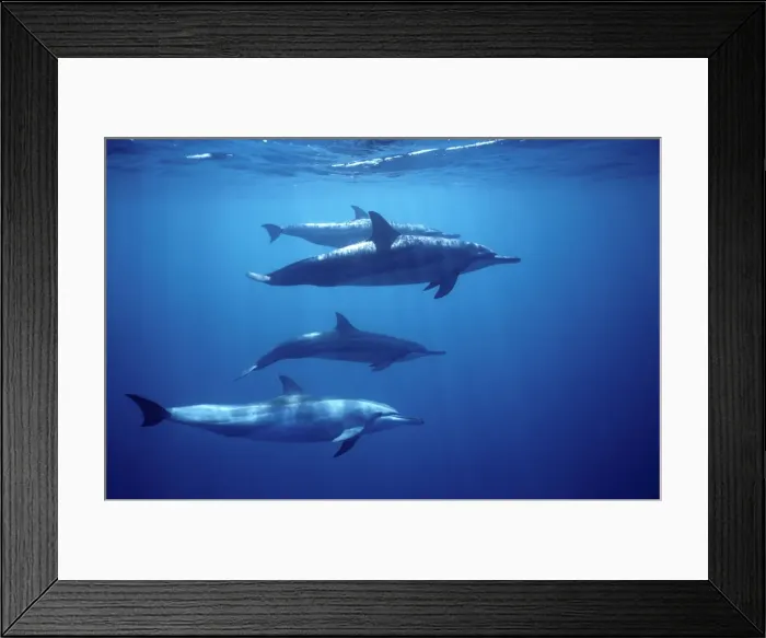 Framed Print : Spinner dolphin. Photographed near the Island Fernando de Noronha, Brazil Framed Print : Spinner dolphin. Photographed near the Island Fernando de Noronha, Brazil
