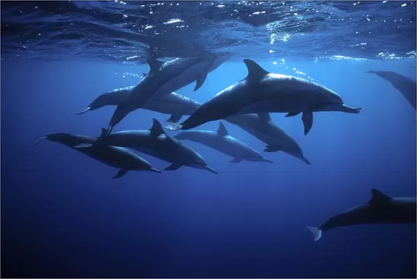 Spinner Dolphin near Island Fernando de Noronha, Brazil
