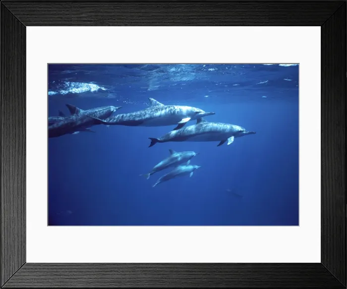 Framed Print : Spinner dolphin. Photographed near the Island Fernando de Noronha Framed Print : Spinner dolphin. Photographed near the Island Fernando de Noronha