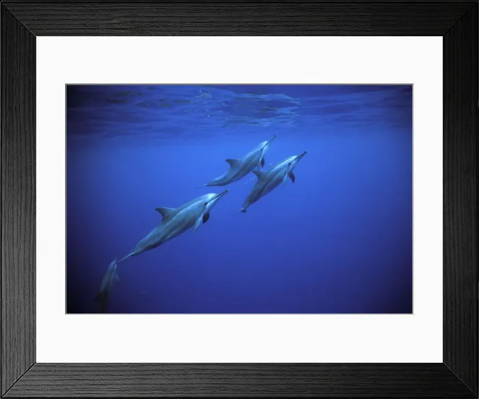 Framed Print : Spinner dolphins near Island Fernando de Norhona, Brazil