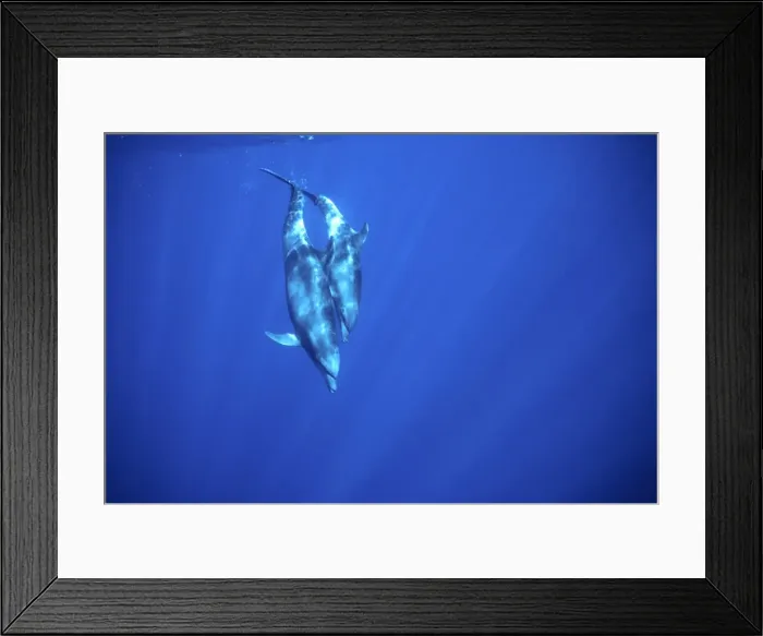 Framed Print : Bottlenose dolphin - Mother with large calf, diving Off Socorro Island, Mexico, Pacific Ocean Framed Print : Bottlenose dolphin - Mother with large calf, diving Off Socorro Island, Mexico, Pacific Ocean