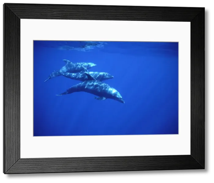 Framed Print : Bottlenose dolphin Off Socorro Island, Mexico, Pacific Ocean Framed Print : Bottlenose dolphin Off Socorro Island, Mexico, Pacific Ocean