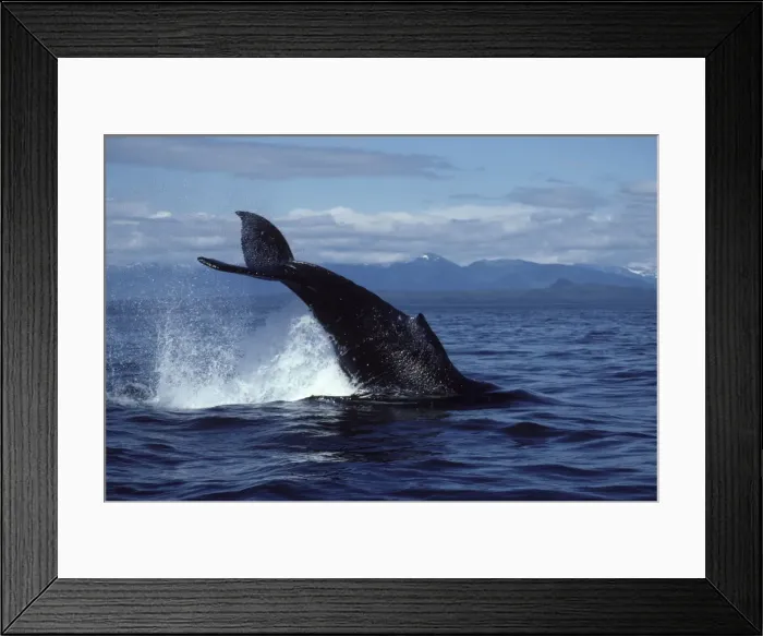 Framed Print : Humpback whale - Tail breach Southeast Alaska CY 747 Framed Print : Humpback whale - Tail breach Southeast Alaska CY 747