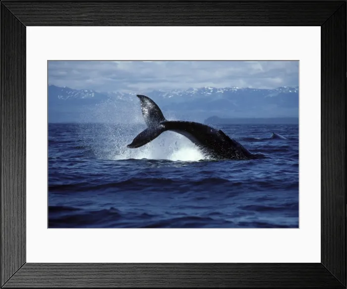 Framed Print : Humpback Whale - tail throw (flinging the tail and flukes sideways out of the water). Icy Strait, Southeast Alaska, USA CY777 Framed Print : Humpback Whale - tail throw (flinging the tail and flukes sideways out of the water). Icy Strait, Southeast Alaska, USA CY777