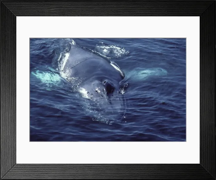 Framed Print : Humpback whale - Appearing at surface showing blowholes (CZ 750) Framed Print : Humpback whale - Appearing at surface showing blowholes (CZ 750)