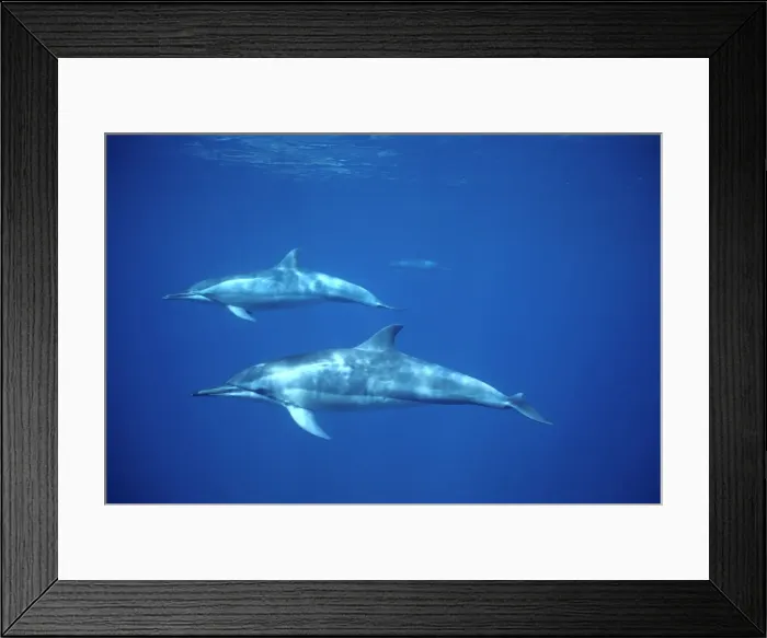 Framed Print : Spinner dolphin. Photographed near the Island Fernando de Noronha Brazil Framed Print : Spinner dolphin. Photographed near the Island Fernando de Noronha Brazil