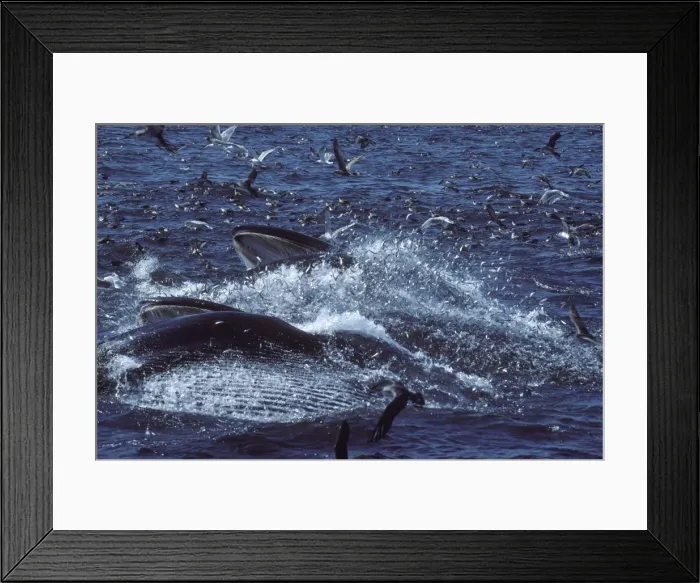 Framed Print : Fin whale - Two whales feeding on a school of herring. Fish are escaping - jumping in the air; seabirds (Gulls and Shearwaters) are trying to catch fish. Coast of New Brunswick, Canada, North Atlantic Ocean Framed Print : Fin whale - Two whales feeding on a school of herring. Fish are escaping - jumping in the air; seabirds (Gulls and Shearwaters) are trying to catch fish. Coast of New Brunswick, Canada, North Atlantic Ocean