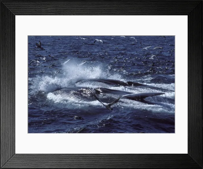Framed Print : Fin whale - Two whales feeding on a school of herring. Fish are escaping, jumping in the air; seabirds (Gulls and Shearwaters) are trying to catch fish. Both whales are turned on their right side; the throat pleats are distended Framed Print : Fin whale - Two whales feeding on a school of herring. Fish are escaping, jumping in the air; seabirds (Gulls and Shearwaters) are trying to catch fish. Both whales are turned on their right side; the throat pleats are distended