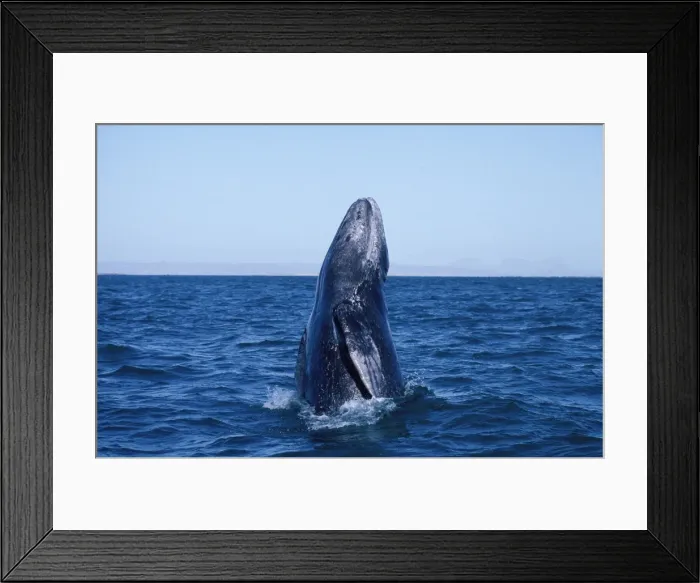Framed Print : California Grey whale - Calf, breaching. San Ignacio Lagoon, Baja California South, Mexico EB 213 Framed Print : California Grey whale - Calf, breaching. San Ignacio Lagoon, Baja California South, Mexico EB 213
