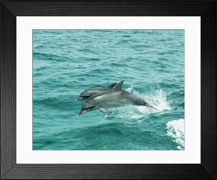Framed Print : Atlantic Spotted Dolphin - Jumping out of water Framed Print : Atlantic Spotted Dolphin - Jumping out of water